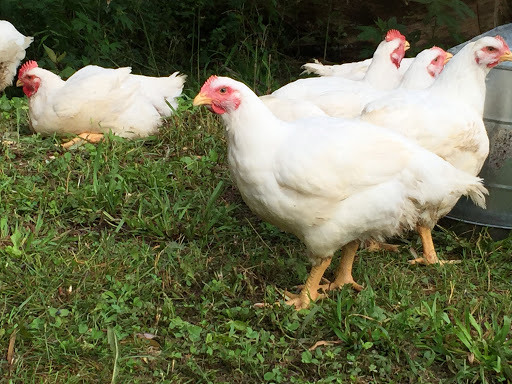 What Is a Free-Range Chicken Farm & How Does It Work? - GenV